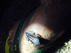 Leptobrachium hendricksoni