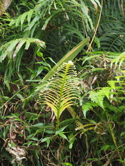 Blechnum orientale