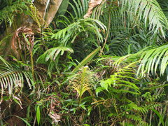 Blechnum orientale