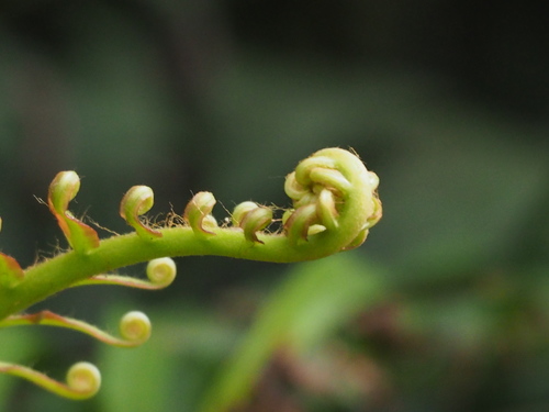 Blechnum orientale