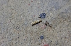 Lepidoptera