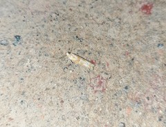Lepidoptera