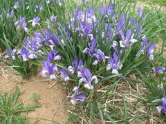 Iris lactea biglumis