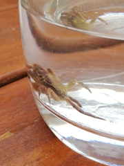 Cyclograpsus punctatus