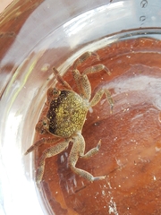 Cyclograpsus punctatus