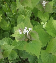 Alliaria petiolata