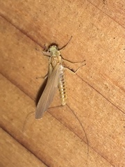 Ephemerella invaria