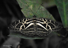 Catuna angustatum
