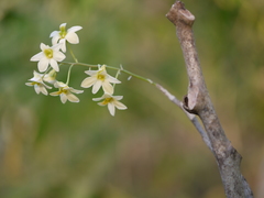 Dendrobium ovatum