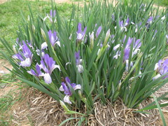 Iris lactea biglumis