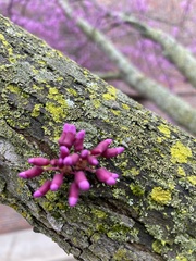 Cercis canadensis