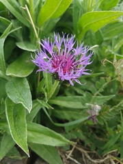 Centaurea montana