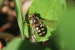 Eupeodes corollae