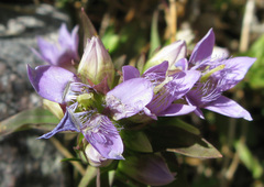 Gentianella germanica