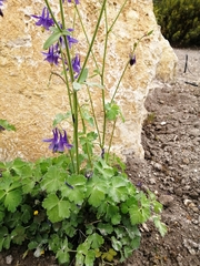 Aquilegia pyrenaica