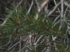 Pinus sylvestris sylvestris