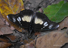 Pseudacraea lucretia protracta