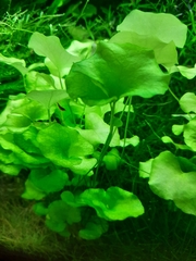 Nymphoides hydrophylla