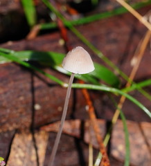 Mycena austrofilopes