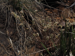 Sesamoides interrupta