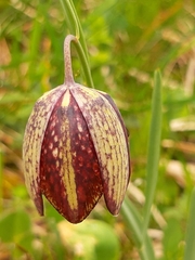 Fritillaria montana