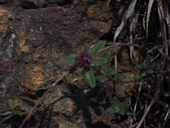 Thymus praecox polytrichus