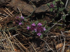 Thymus praecox polytrichus