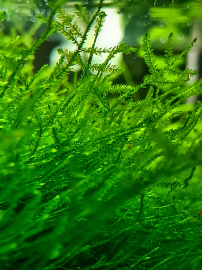Java Moss