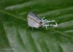 Hypolycaena antifaunus