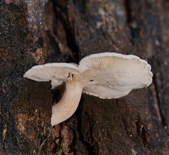 Clitocybe semiocculta