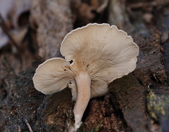 Clitocybe semiocculta