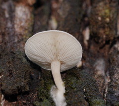 Clitocybe semiocculta