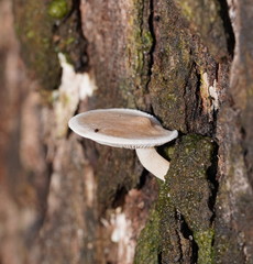 Clitocybe semiocculta