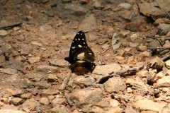 Amauris echeria jacksoni