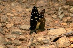 Amauris echeria jacksoni