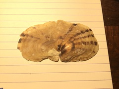 Pterioidea