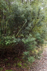 Leptecophylla divaricata