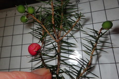 Leptecophylla divaricata