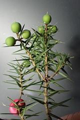 Leptecophylla divaricata