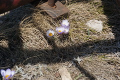 Crocus tauricus