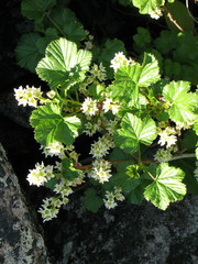 Ribes fragrans