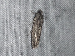 Pseudexentera spoliana