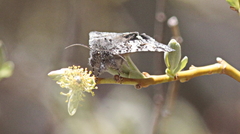 Litocala sexsignata