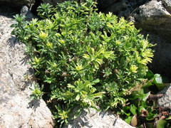 Artemisia lagocephala
