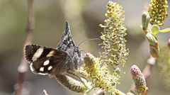 Litocala sexsignata