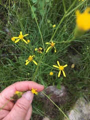 Senecio affinis