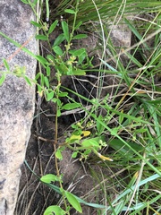 Pollichia campestris