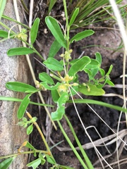 Pollichia campestris
