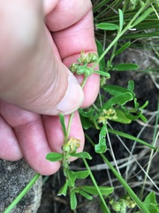 Pollichia campestris