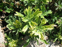 Artemisia lagocephala